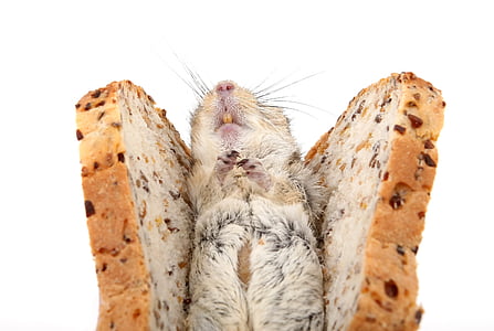 animal, bread, brown, cat, close, closeup, close-up