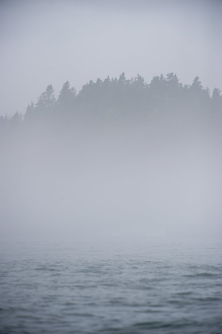 море, океан, вода, вълни, природата, дървета, мъгла