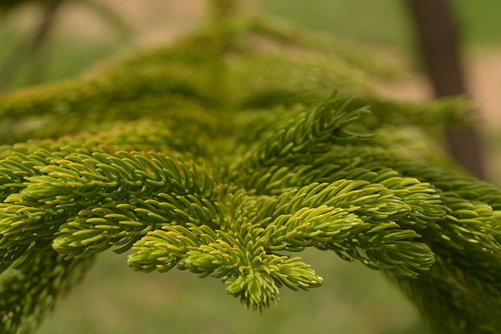 Araucaria columnarispine, oddziały, kolczaste gałęzie sosnowe, Fotografia przyrodnicza, fotografii, Fotografia makro, Natura