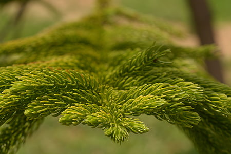 Araucaria-columnarispine, takken, stekelige takken pine, Natuurfotografie, fotografie, macrofotografie, natuur
