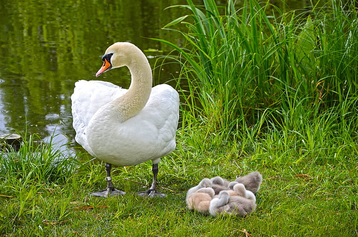 swan, family, chicks, swan family, pond, mother, swan mum