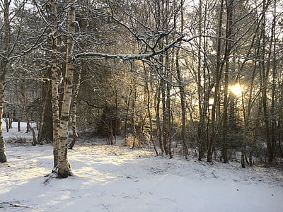 ฤดูหนาว, หิมะ, ต้นไม้, ธรรมชาติ, เย็น, สีขาว, แช่แข็ง