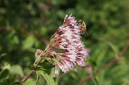 цвете, розово, пчела, природата, на открито, Грийн, příroda
