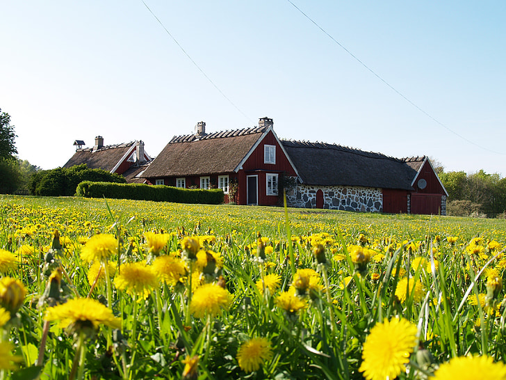 dandelion, house, himmel, old farm, beautifully, rural Scene, nature