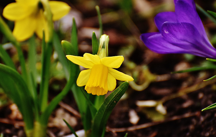 påskeliljer, gul, forår, Blossom, Bloom, blomster, Narcissus pseudonarcissus