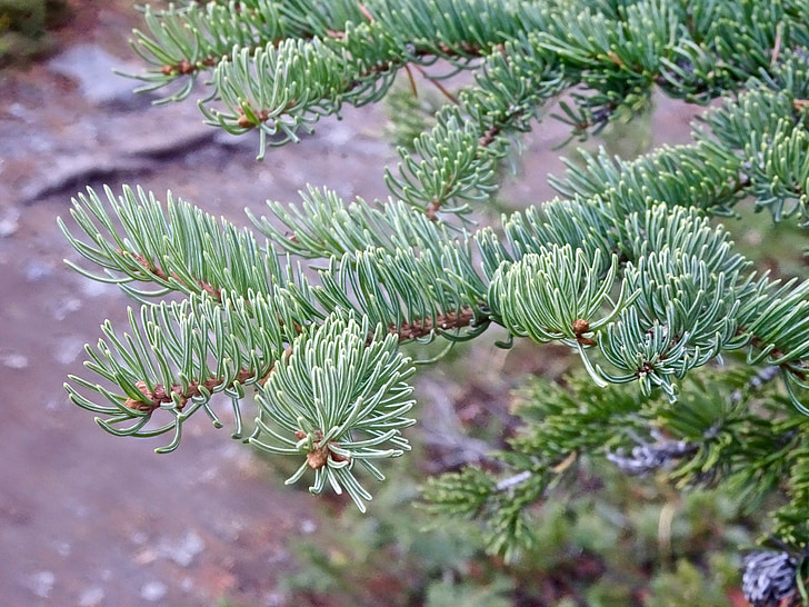 spines, pine, branch, nature, tree, biology, fir Tree