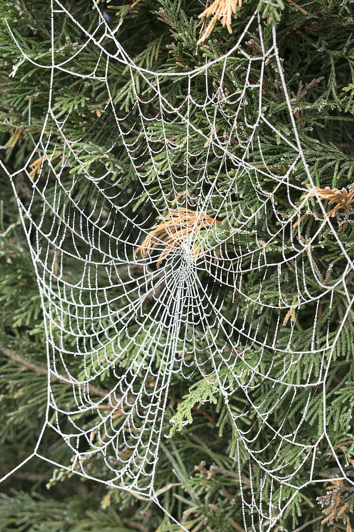 jaring laba-laba, pohon, es, musim dingin, beku