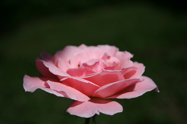 Rosa, růžový květ, květiny, Příroda, barva růžová, květ, růže bush