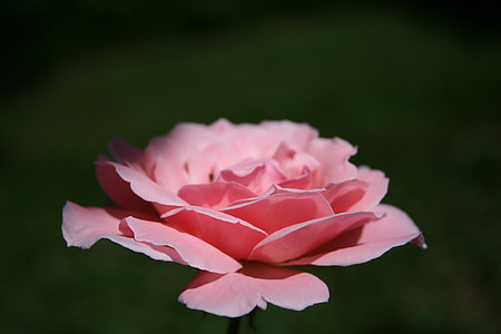 Rosa, vaaleanpunainen kukka, kukat, Luonto, väriä vaaleanpunainen, kukka, ruusupensasta