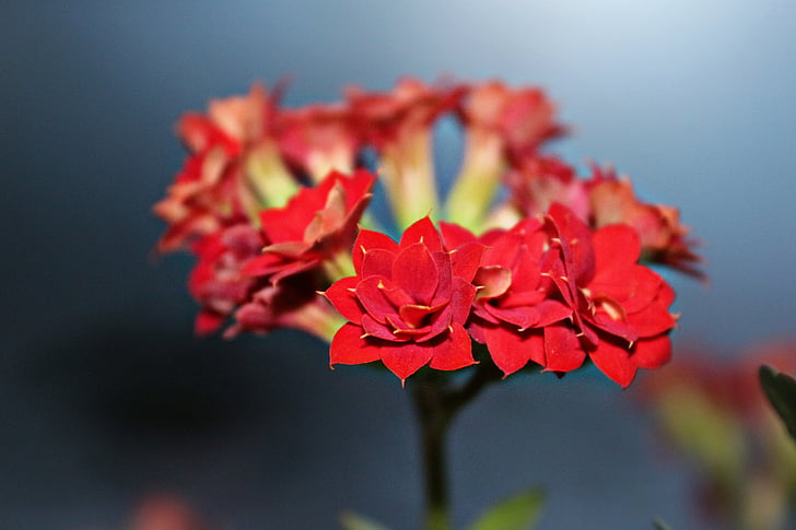 kalanchoe, flowers, spring, red, flower, petal, nature