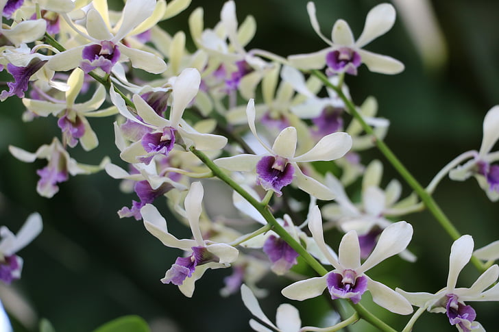 orchids, nature, flowers, beauty, garden, plant, delicacy