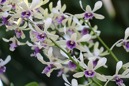 orquídeas, natureza, flores, beleza, jardim, planta, delicadeza