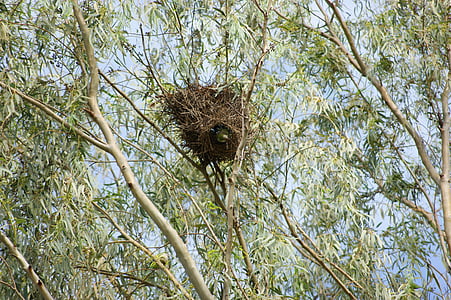 monnik parkiet, papegaai, vogel, boom, nest, Paraguay, Zuid-Amerika