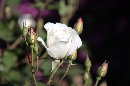 παγόβουνο, λευκό τριαντάφυλλο, μπουμπούκια, άνοιξη, φύση, λουλούδι, φυτό