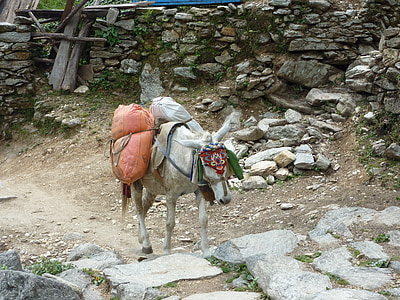 nepal, himalayas, annapurna, donkey, farm, mammal, domestic