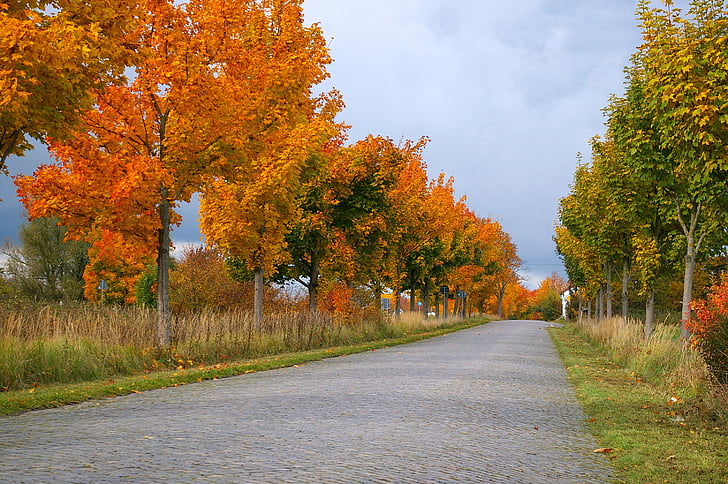 Outono, Avenida, árvores, Embora, estrada, avenida arborizada, folhas