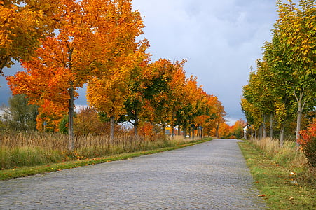 jesen, Avenija, stabla, daleko, ceste, postrojeni drvored, lišće