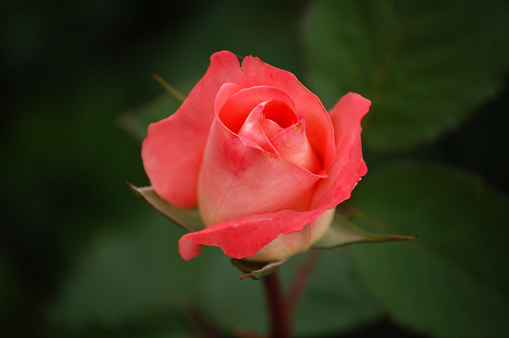 Róża, czerwony, Tea Róża, regaty, hybrydowe, Bloom, kwiat
