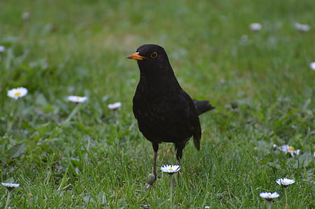 Blackbird, madár, menet közben, természet, állat, szárny, toll