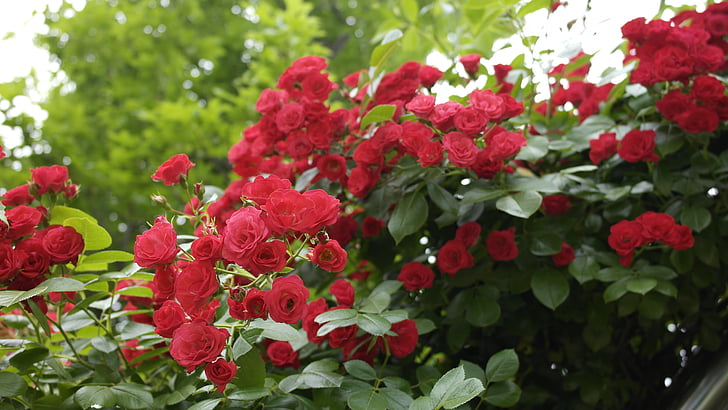 Rosa, vermell, flors, natura, plantes, l'estiu, flor