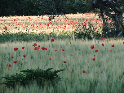 Poppies, bidang, bunga, gandum, kampanye, musim panas, Meadows