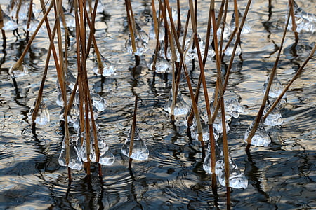 氷, 水, 湖, 杖, 自然, 冷