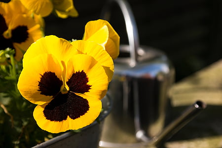 pansy, watering can, yellow, brown, silver, pot, blossom