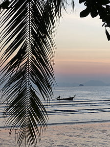 palmblad, solnedgång, Ao nang beach, Krabi, Thailand
