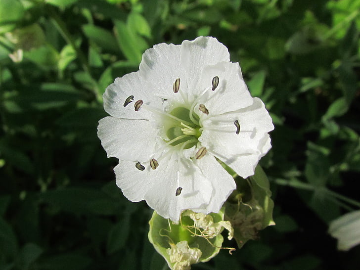 fiore, bianco, natura