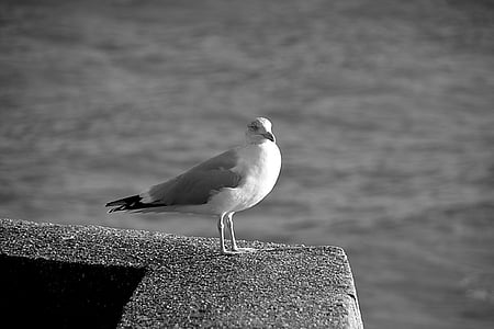 gull, bird, fauna, animal, black and white, sea ​​bird, sea