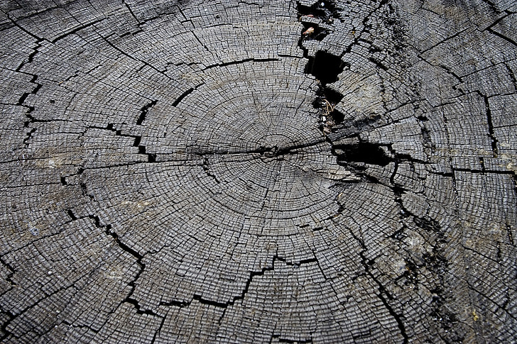 tree stump, wood, old, nature, texture, timber, rural