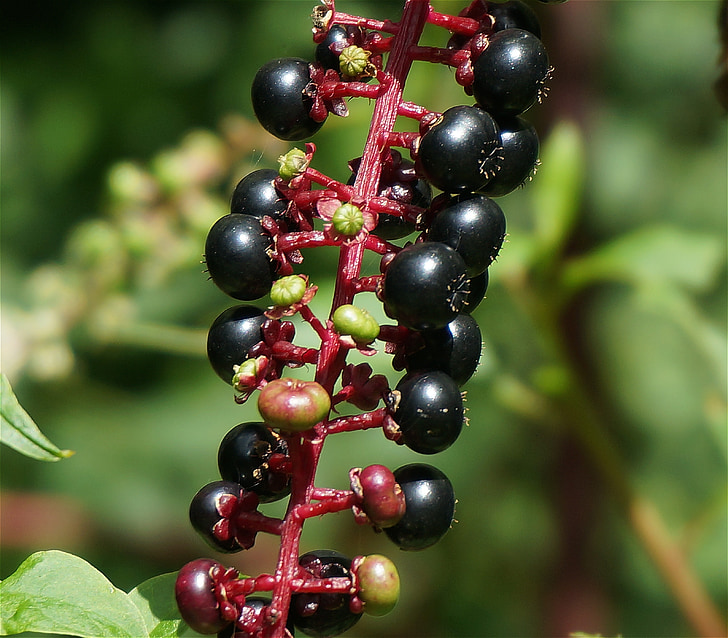 ripe pokeweed berries, berries, pokeweed, plant, black, nature, poison