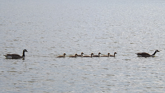 gosling, anatidae, goose, waterfowl, lake, baby, wild