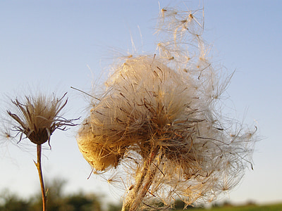 thistle, fluff, seeds, dry, sky, meadow, wildflower