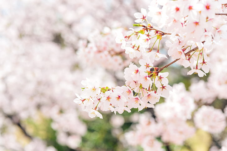 Japó, paisatge, primavera, planta, cirera, flors, natural