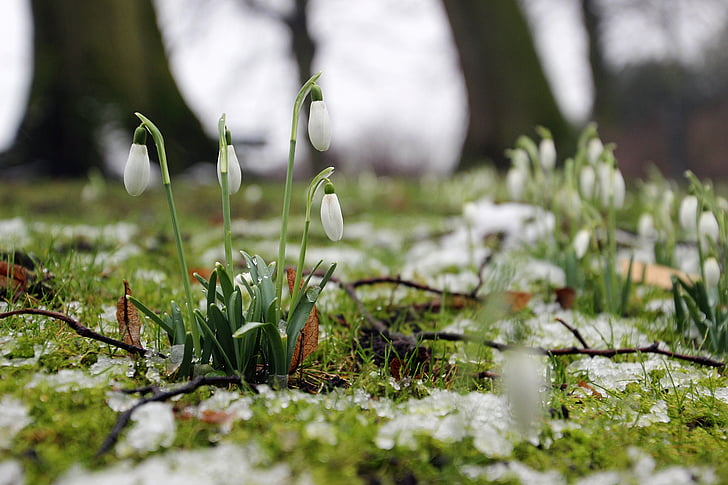 snø, gresset, blomst, Vinter, snowdrops, natur, hage