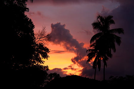 palmetræ, silhuet, Sunset, Dusk, Dawn, Twilight, gampola