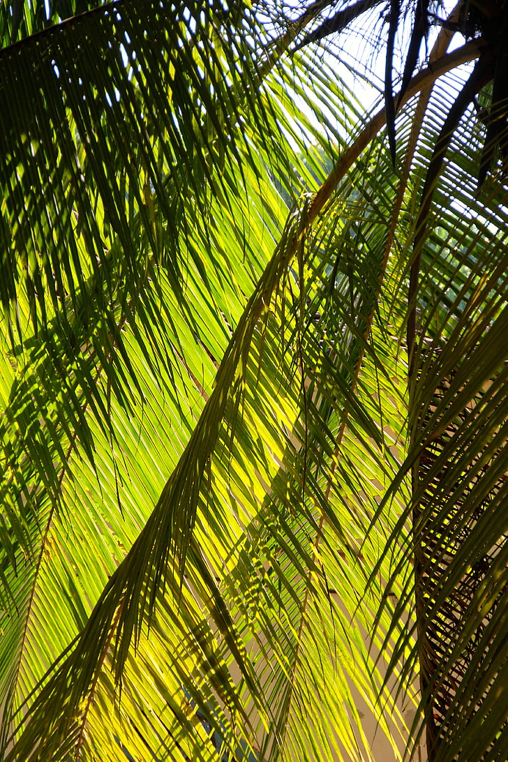 Palm, letné, Dovolenka, strom, exotické, palmy, Tropical