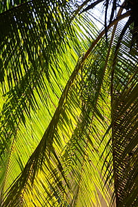 Palm, Verão, férias, árvore, exóticas, palmeira, tropical