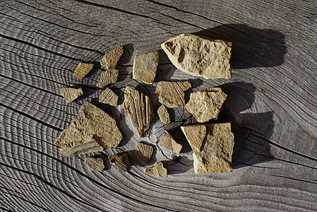 fossiele, fossielen, Dolomieten, Schloss Meisdorf, rotsen, stenen, natuur