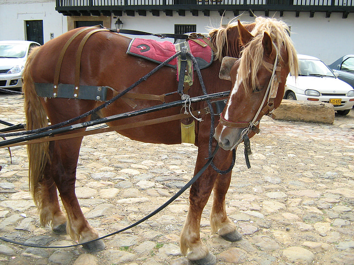 horse, ride, day, street