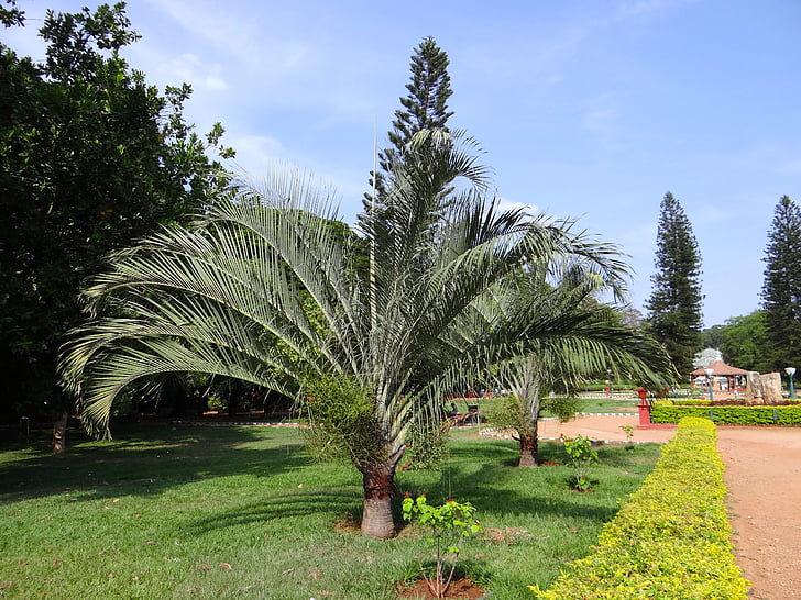 palm botani, Taman, pohon, Taman, lalbagh, Bangalore, India