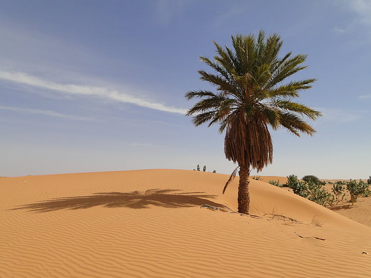 Palm, deserto, Mauritânia