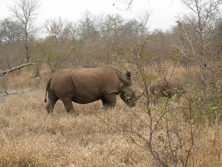 south africa, rhino, safari