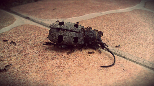 bug, insect, death, ants, decay, nature, animal