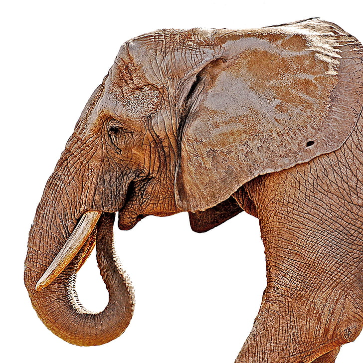 Слон, толстокожее животное, млекопитающее, животное, под угрозой, Туск, Цвет слоновой кости
