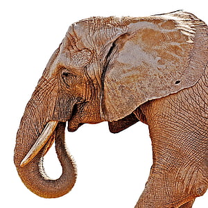 elefant, pachyderm, mamífer, animal, en perill, ullal, d'Ivori