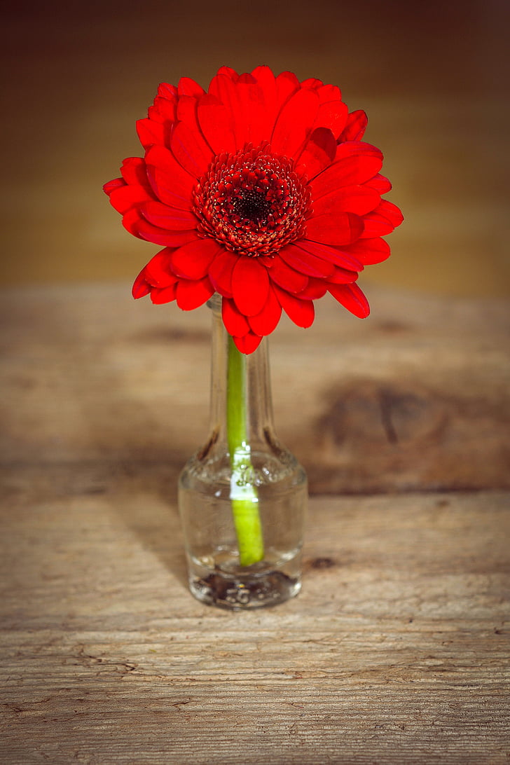 gerbera, flower, blossom, bloom, red, plant, red flower vase