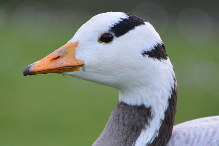 goose, animal, nature, beak