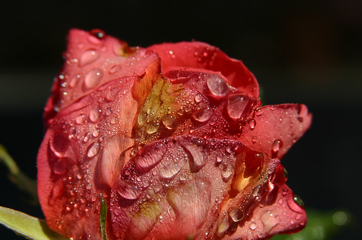 Rose, dewdrops, sončne svetlobe